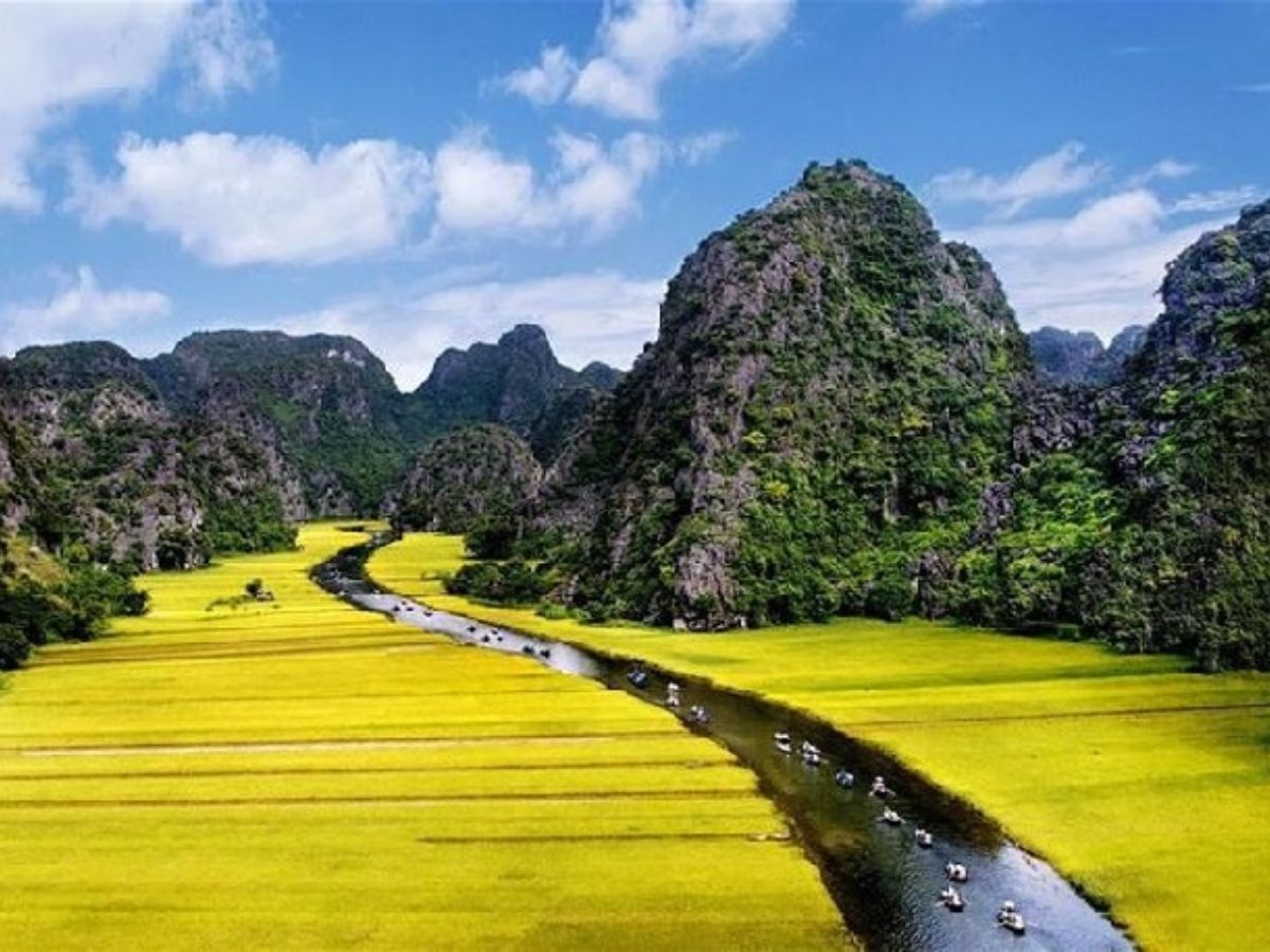 Tam Cốc gây ấn tượng với cánh đồng lúa vàng trải dài hai bên dòng sông.