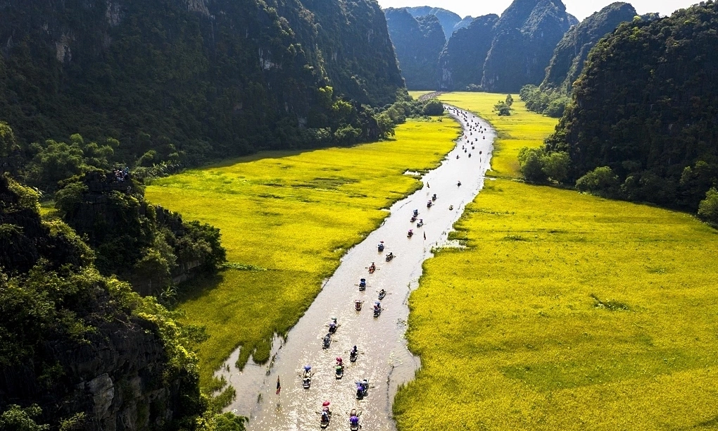 Đồng lúa Tam Cốc Ninh Bình với sắc vàng rực rỡ giữa dòng sông và núi đá vôi.