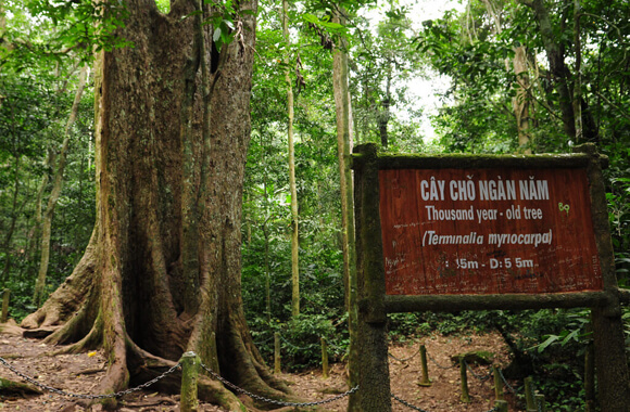 Kết hợp picnic và trekking trong không gian rừng nguyên sinh.