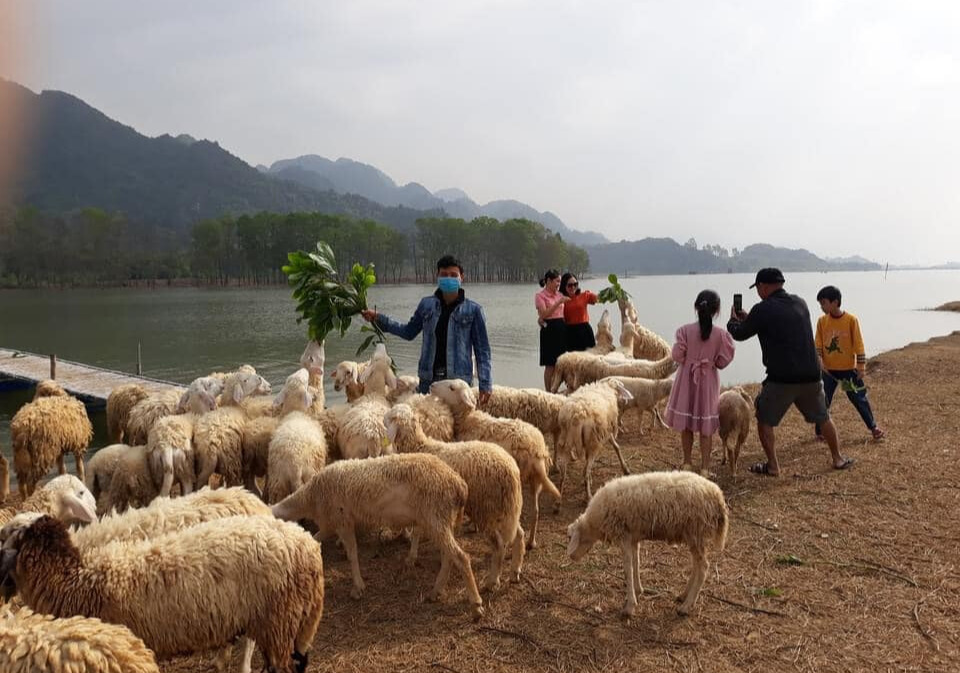 Đầm Cút nổi bật với không gian đồng cỏ và đàn cừu.