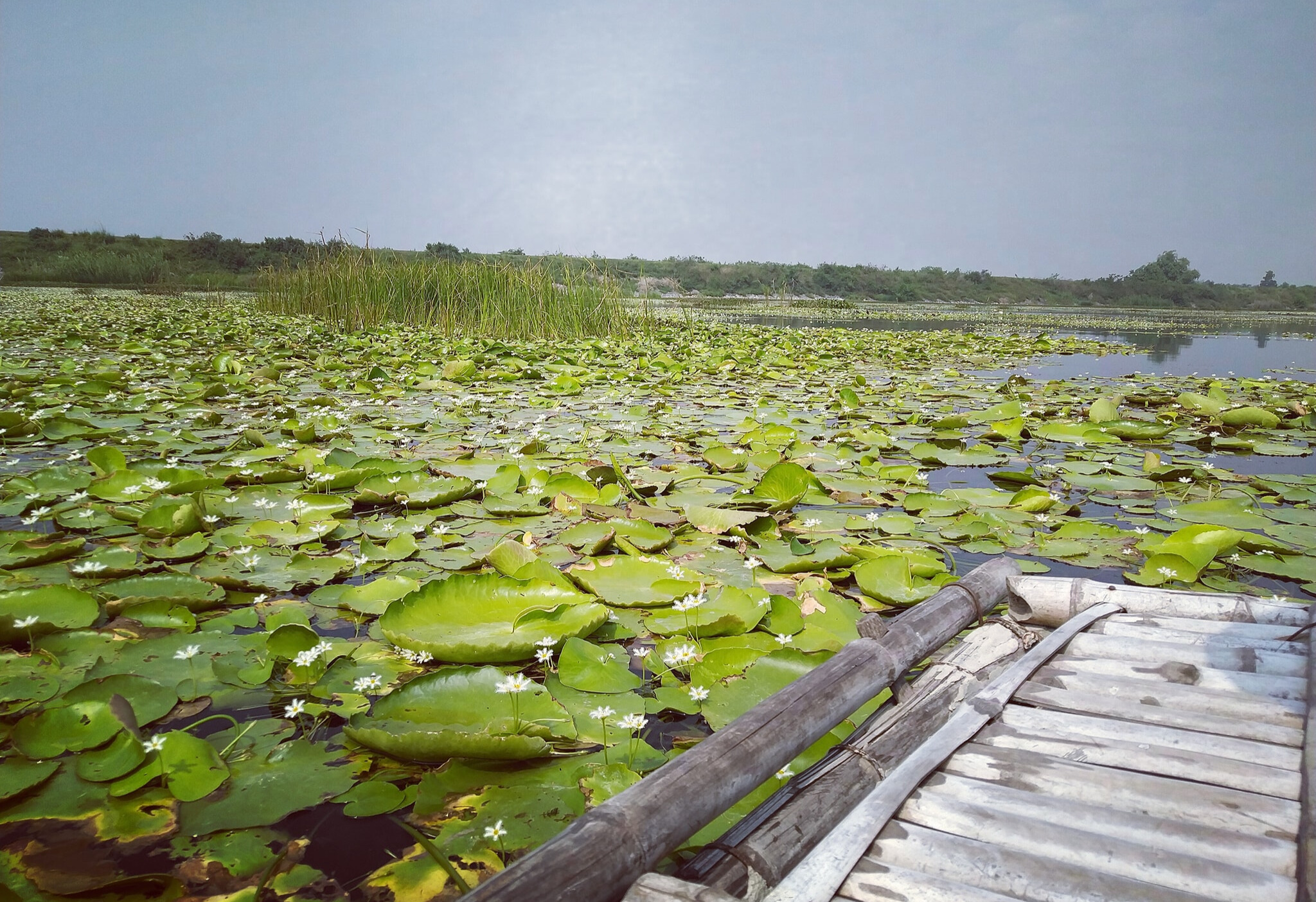 Mùa hoa trang trên đầm Vân Long.