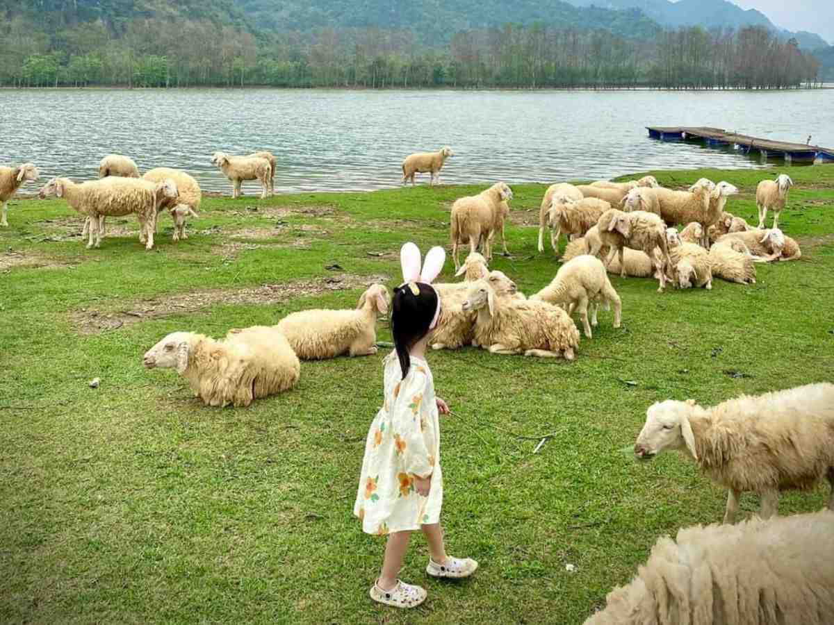 Em bé chụp ảnh cùng đàn cừu. (Nguồn: sưu tầm)