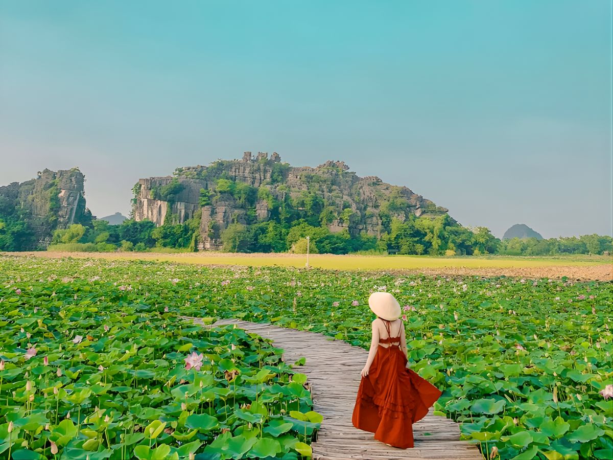 Ninh Bình tháng 6 có gì? Mùa hoa sen bắt đầu nở rộ. (Nguồn: Sưu tầm)