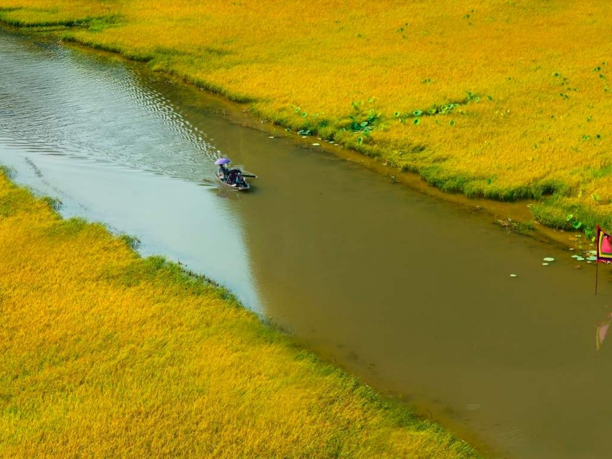 Chiếc thuyền nhỏ đưa du khách xuôi dòng và ngắm nhìn đồng lúa chín. 