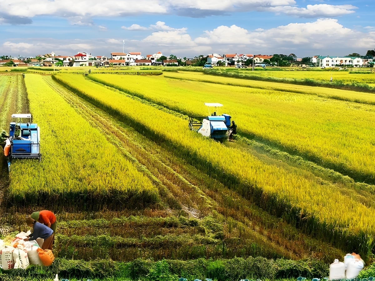 Cánh đồng lúa chín vàng trải dài với máy gặt hoạt động nhộn nhịp.