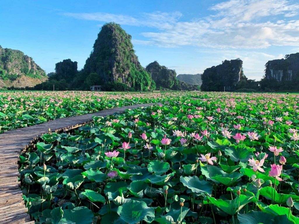 Mùa sen nở rộ ở Ninh Bình.