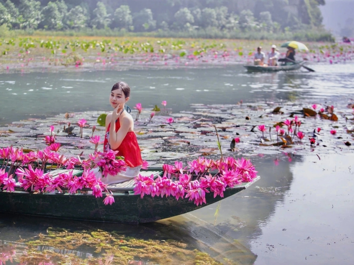 Du khách ngồi thuyền giữa đầm hoa súng nở rộ tạo khung cảnh nên thơ.