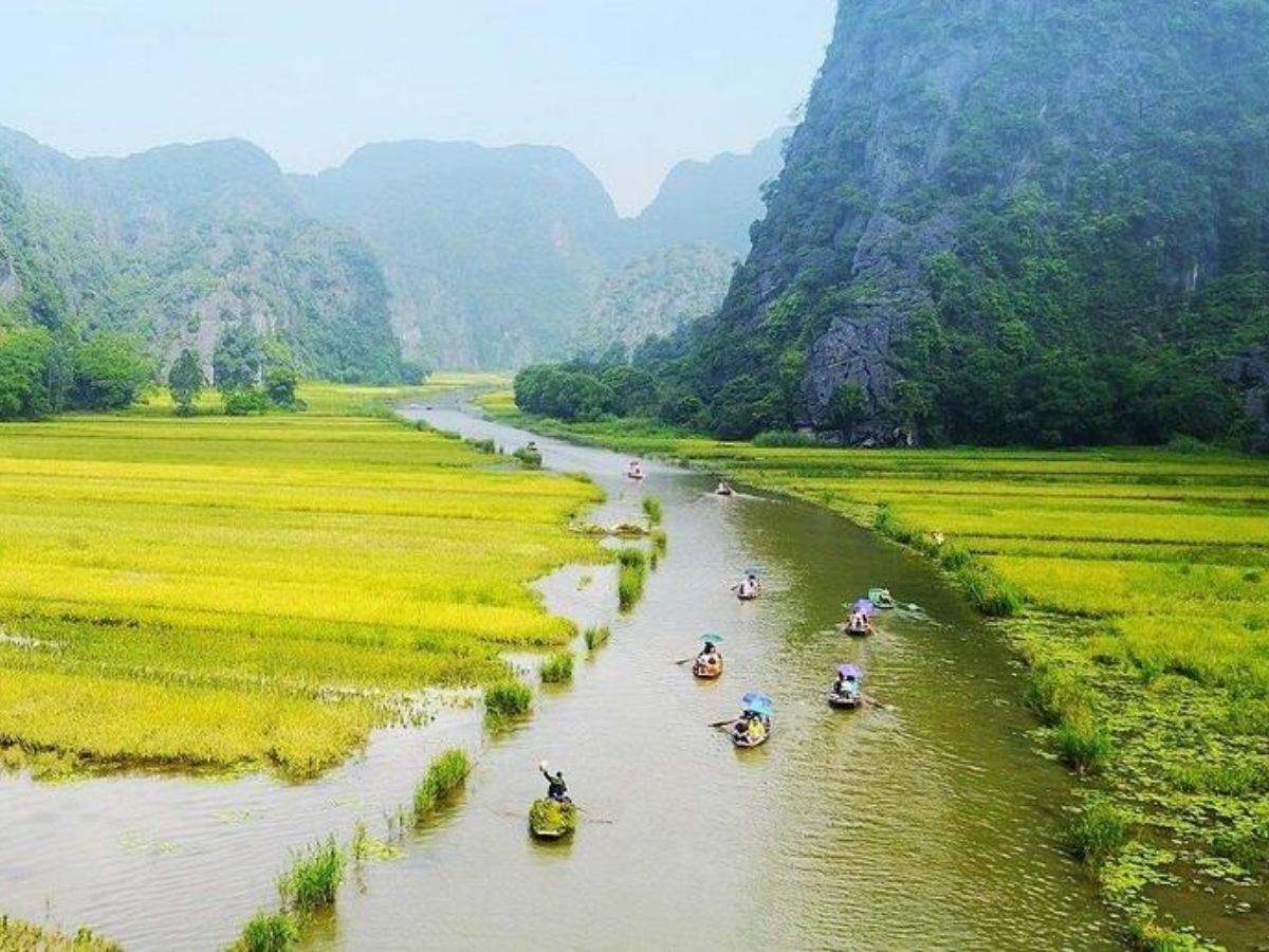 Thuyền nhỏ chở khách du lịch xuôi dòng giữa cánh đồng lúa chín vàng ươm.