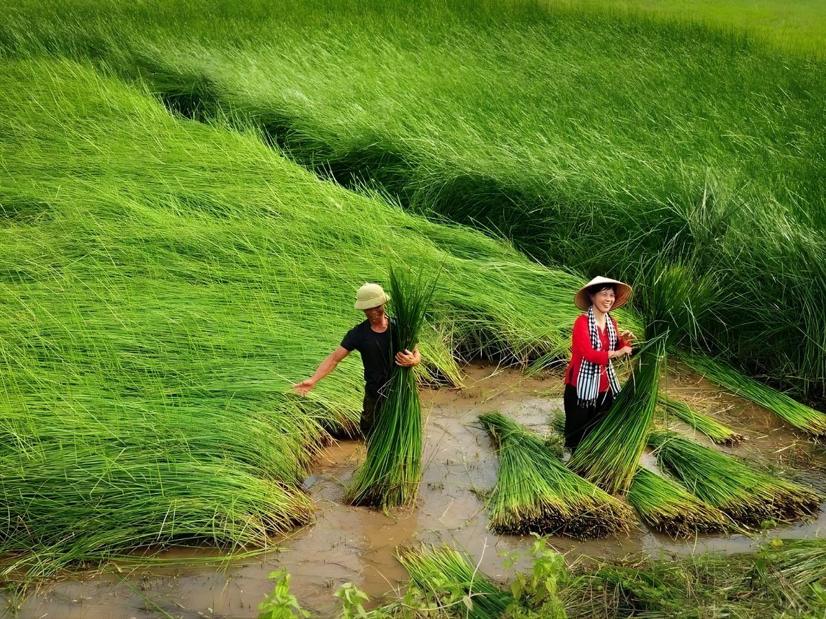 Người dân Kim Sơn thu hoạch cói