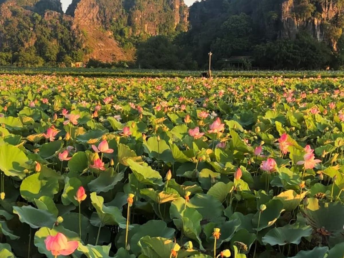 Những bông sen hồng nổi bật giữa lớp lá xanh, bổ sung màu sắc cho cảnh quan Tam Chúc đầu hè. (Nguồn: Sưu tầm)