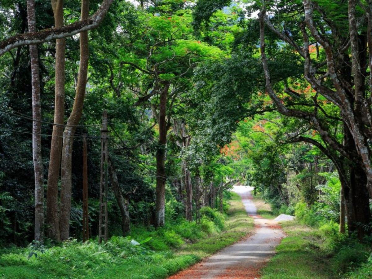 Cúc Phương gây ấn tượng với những cung đường rợp bóng cây, thích hợp cho hành trình trekking hòa mình vào thiên nhiên. (Nguồn: Sưu tầm)