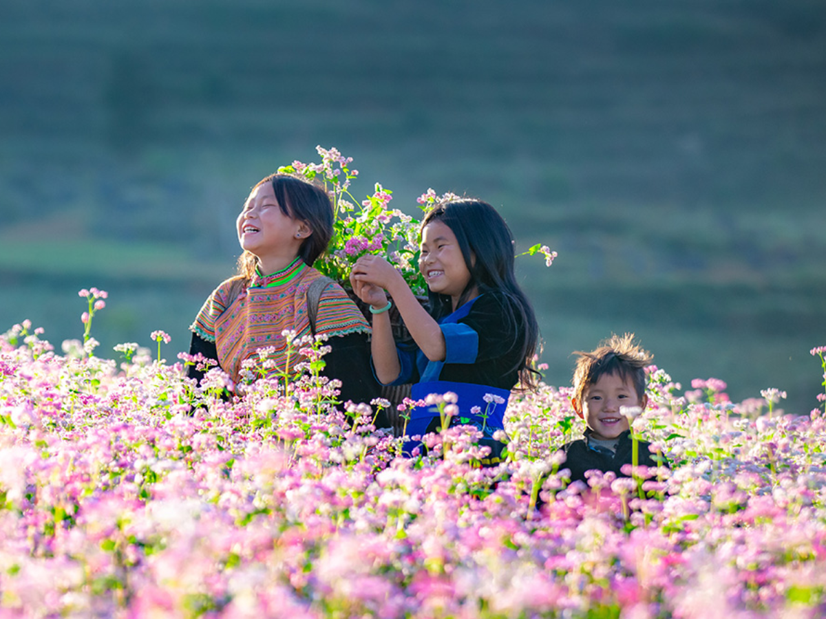 Đồi hoa tam giác mạch Hà Giang nở rực tháng 10. (Nguồn: Tạp chí Du lịch)