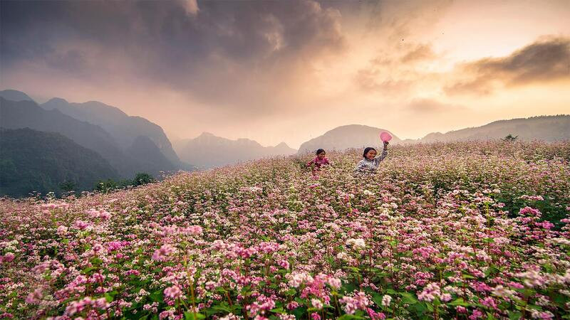 Hà Giang tháng 12 – săn mùa đông trên cao nguyên đá, ngắm Mã Pí Lèng phủ mây và khám phá sắc hoa tam giác mạch còn sót lại. (Nguồn: Sưu tầm)