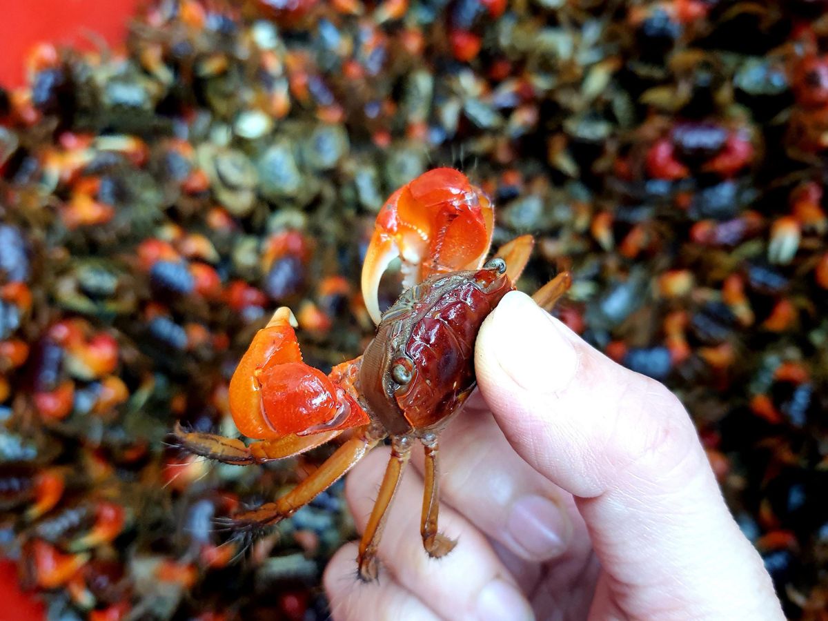 Mắm cáy Bình Lục được làm từ những con cáy tươi ngon, chất lượng.