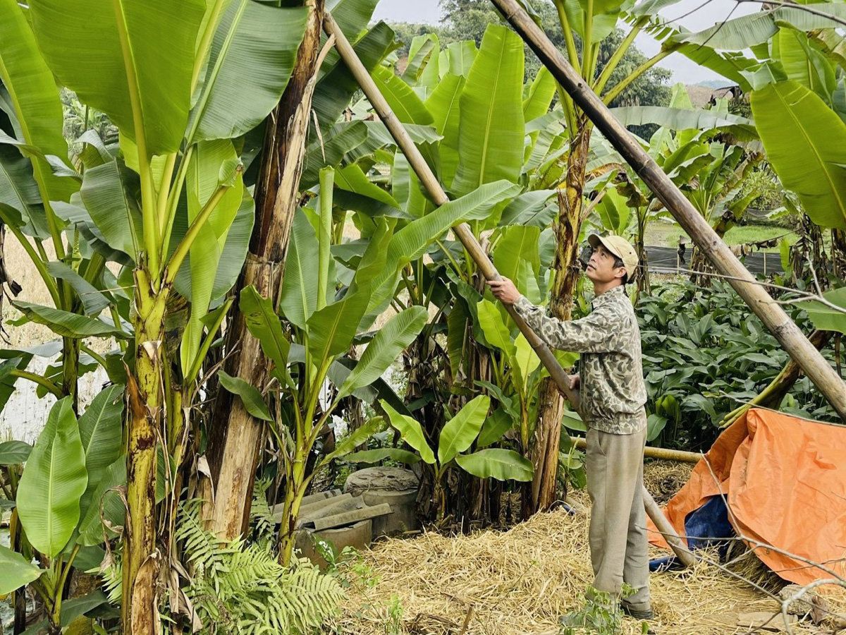 Trồng chuối ngự Đại Hoàng mang lại nguồn thu nhập ổn định cho người dân