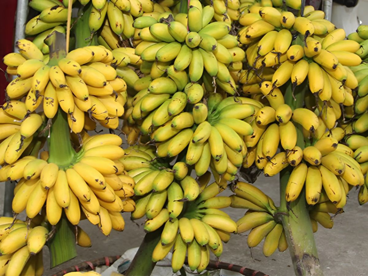 Chuối ngự Đại Hoàng có hình dáng thon gọn, vỏ màu vàng óng.