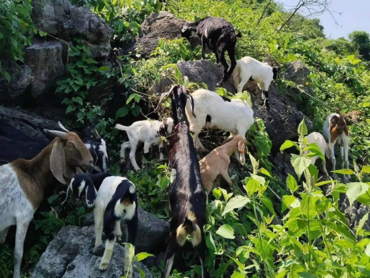 Thịt dê được chăn nuôi trên núi đá mang lại hương vị khác biệt.