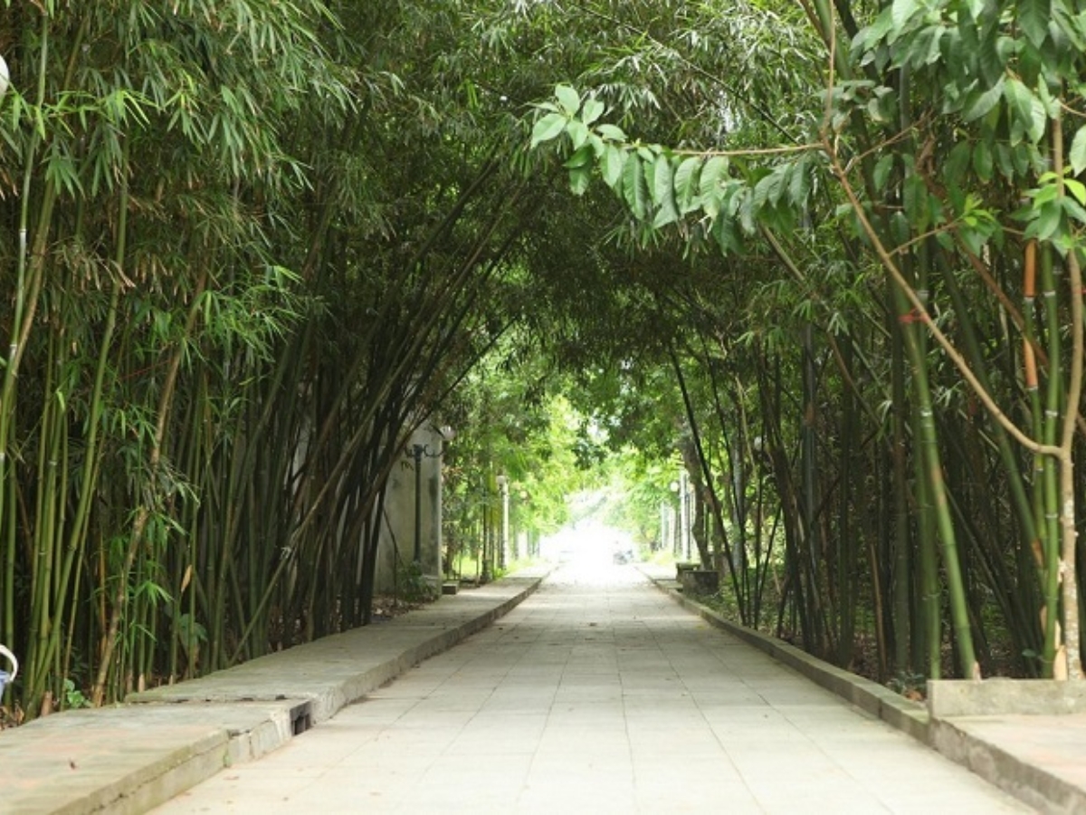 Đường vào Đền Trúc rợp bóng cây