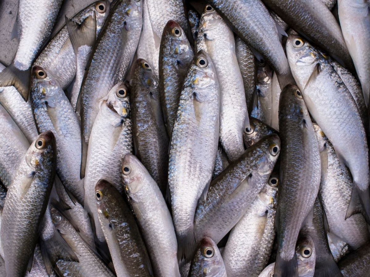 Cá đối có thân hình thon dài, hơi dẹt sang hai bên.