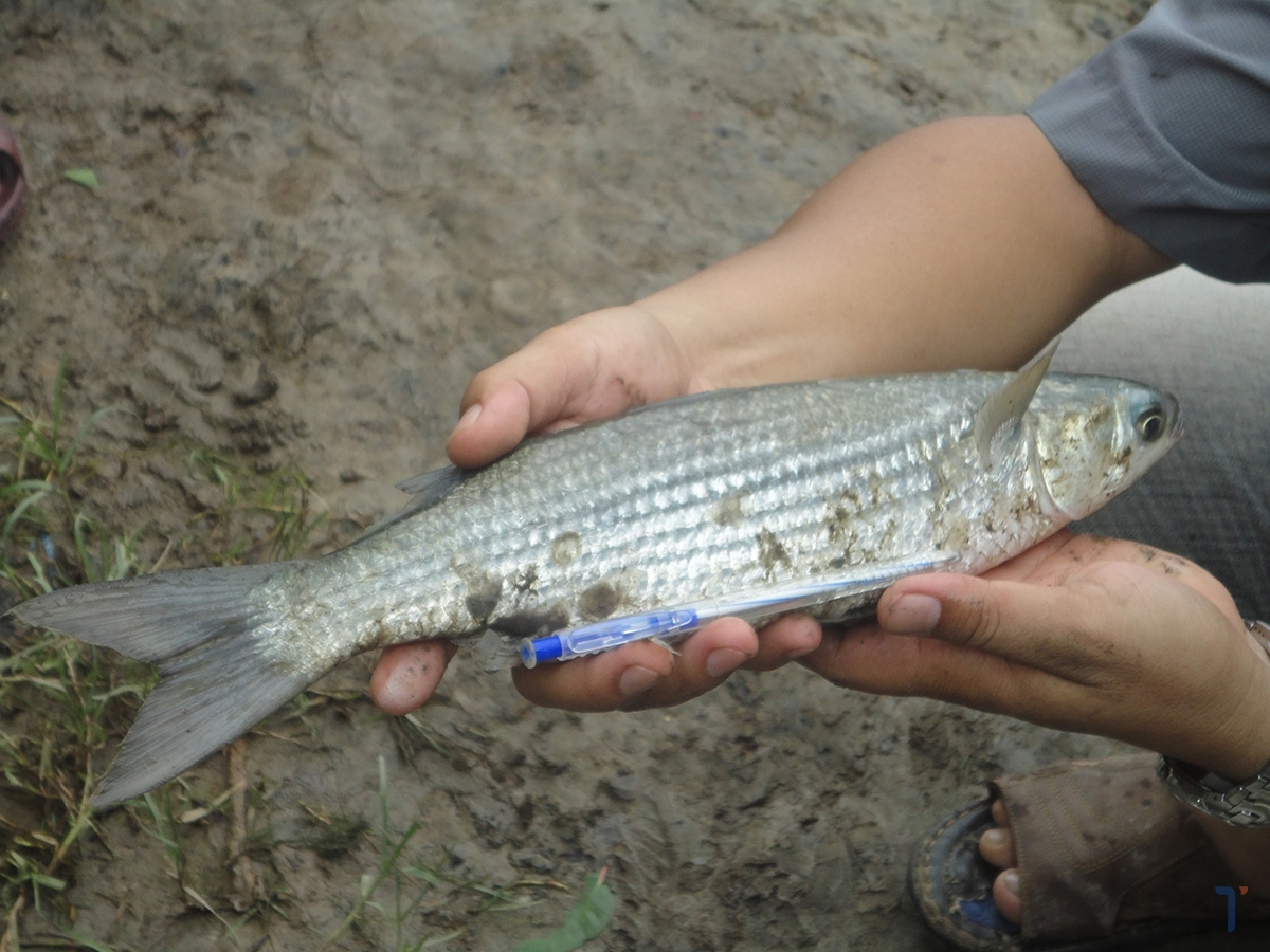Kinh nghiệm lựa chọn cá đối Tam Chúc tươi ngon, chất lượng.