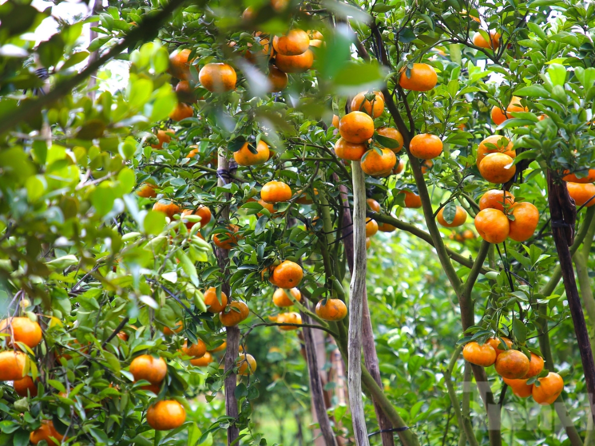 Mê mẩn với vườn quýt sai trĩu quả tại Lý Nhân.