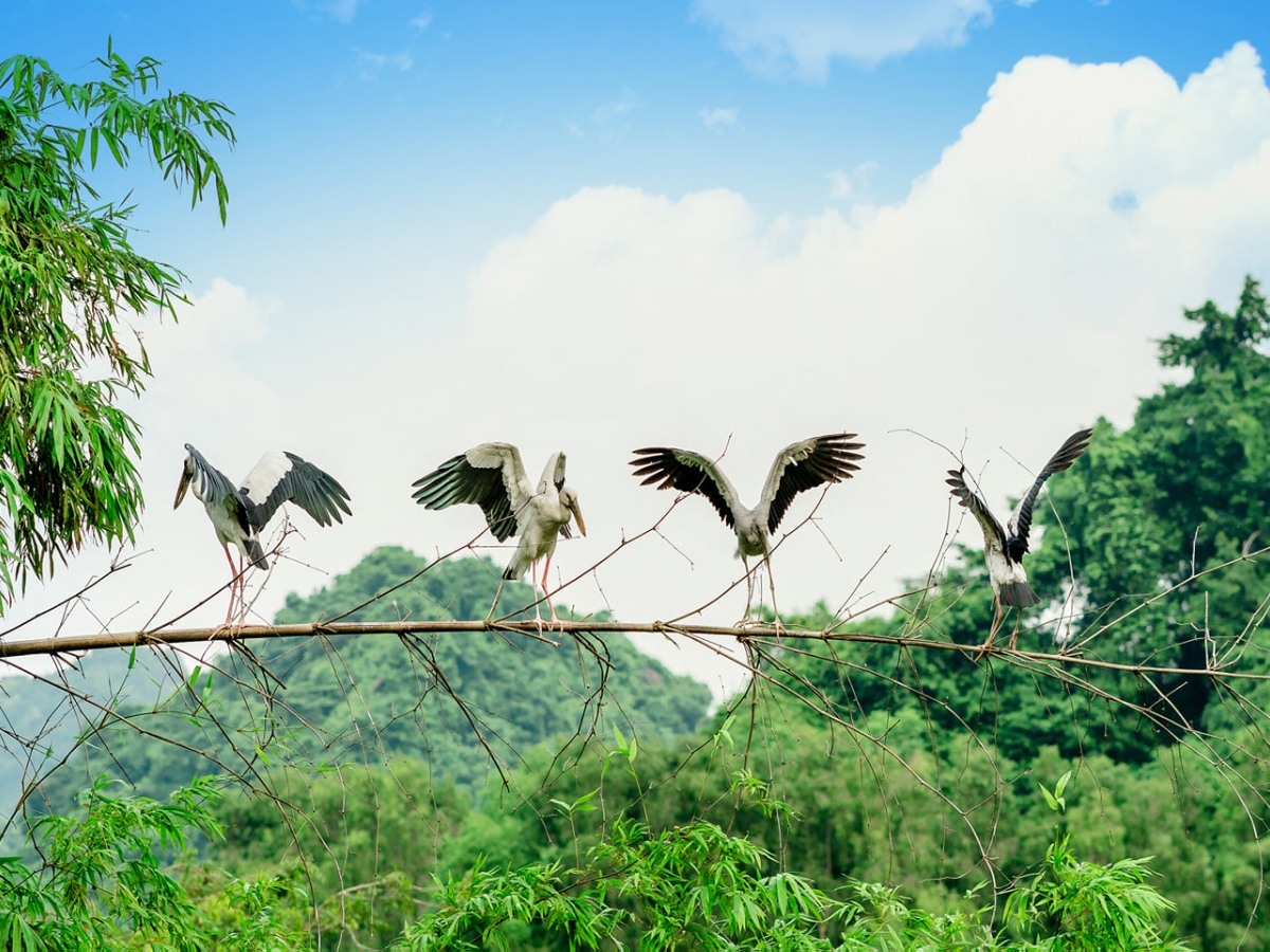 Thung Nham là nơi cư trú của nhiều loài chim quý. 