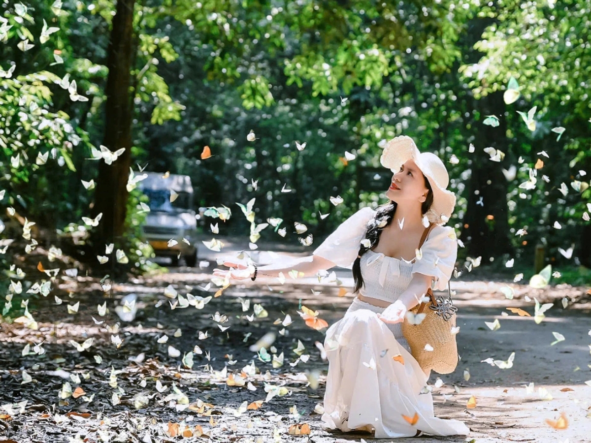 Chiêm ngưỡng khung cảnh bướm bay rợp trời tại vườn quốc gia Cúc Phương.