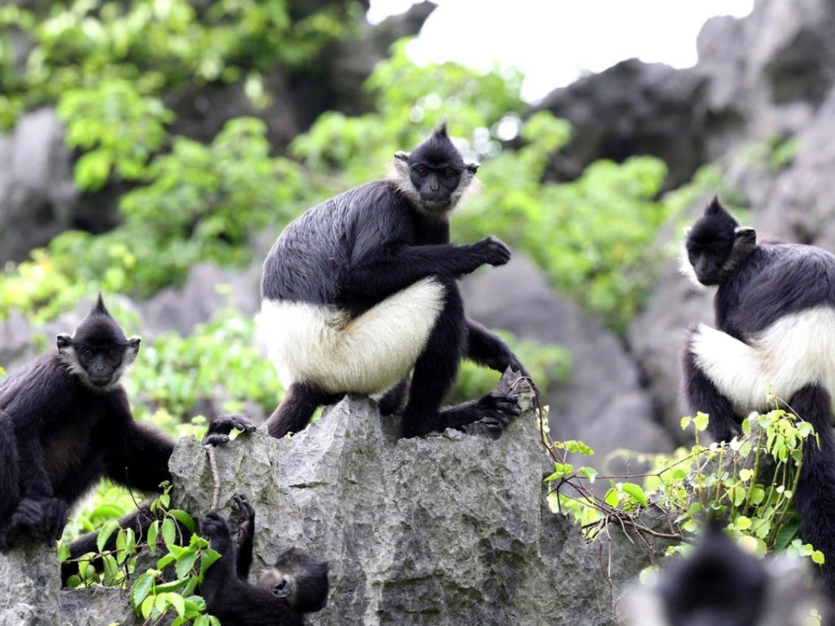 Vọc mông trắng xuất hiện tại Vườn quốc gia Cúc Phương.