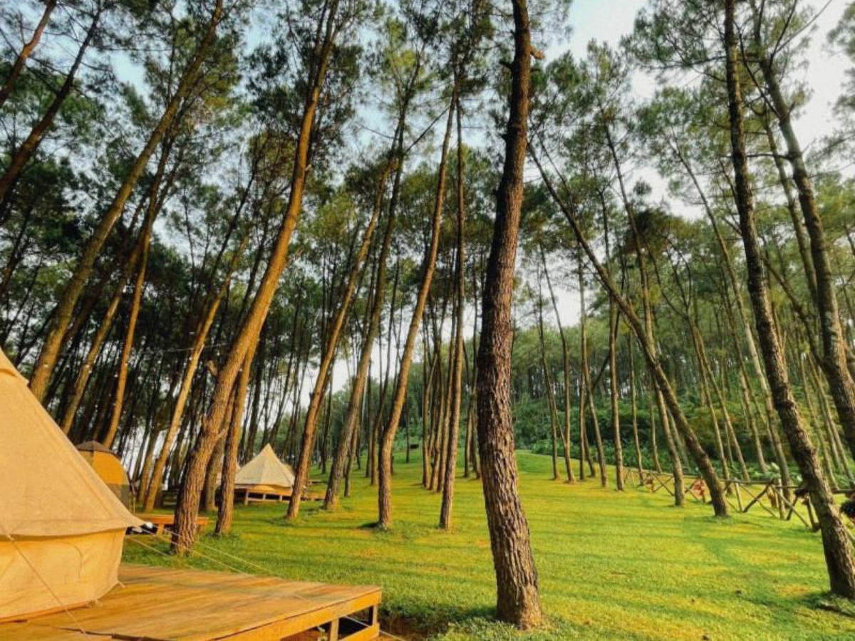 Đồi thông Nho Quan - khoảng xanh yên bình giữa lòng Ninh Bình. Đồi thông Nho Quan - khoảng xanh yên bình giữa lòng Ninh Bình.