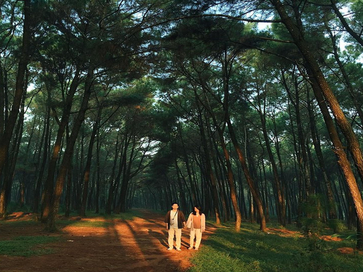 Đồi thông Nho Quan - điểm check in lý tưởng cho giới trẻ. Đồi thông Nho Quan - điểm check in lý tưởng cho giới trẻ.