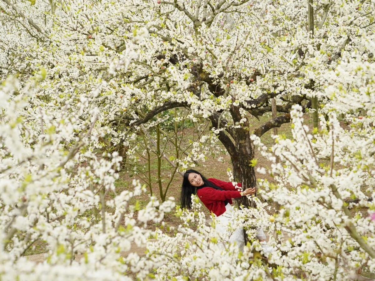 Hoa mận nở rực, trắng xóa một góc trời tại Mộc Châu Hoa mận nở rực, trắng xóa một góc trời tại Mộc Châu